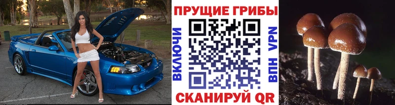 купить закладку  Энем  Галлюциногенные грибы Psilocybe 